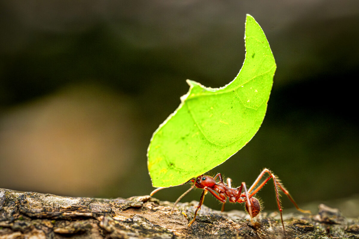 antlg