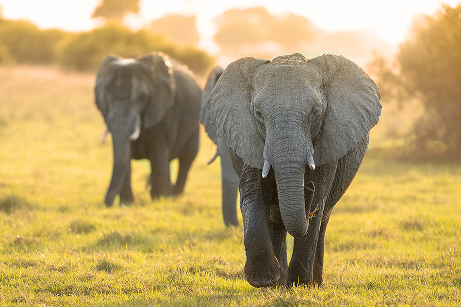 Elephant deals brand clothing