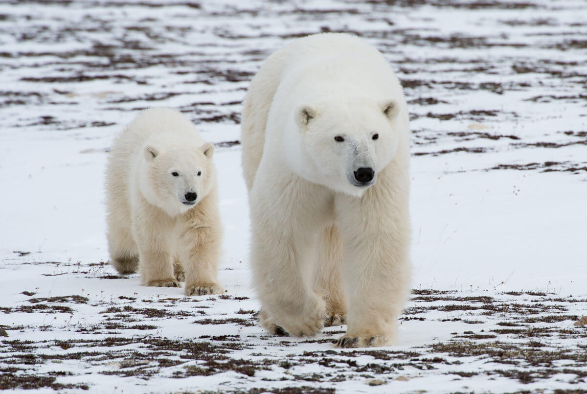 Churchill, Canada. polar bears