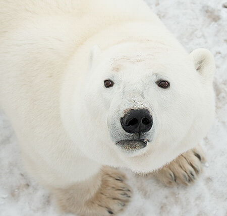 Churchill, Canada. polar bears