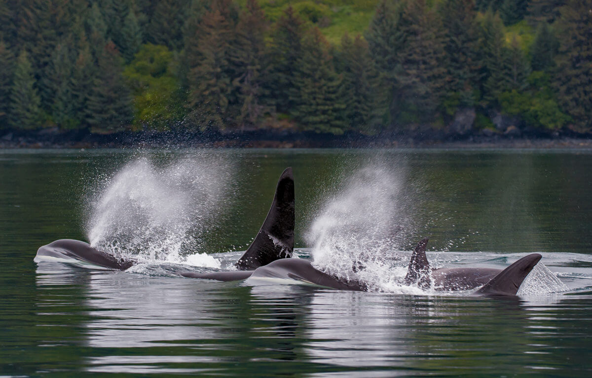 Kodiak, Alaska. killer whale
