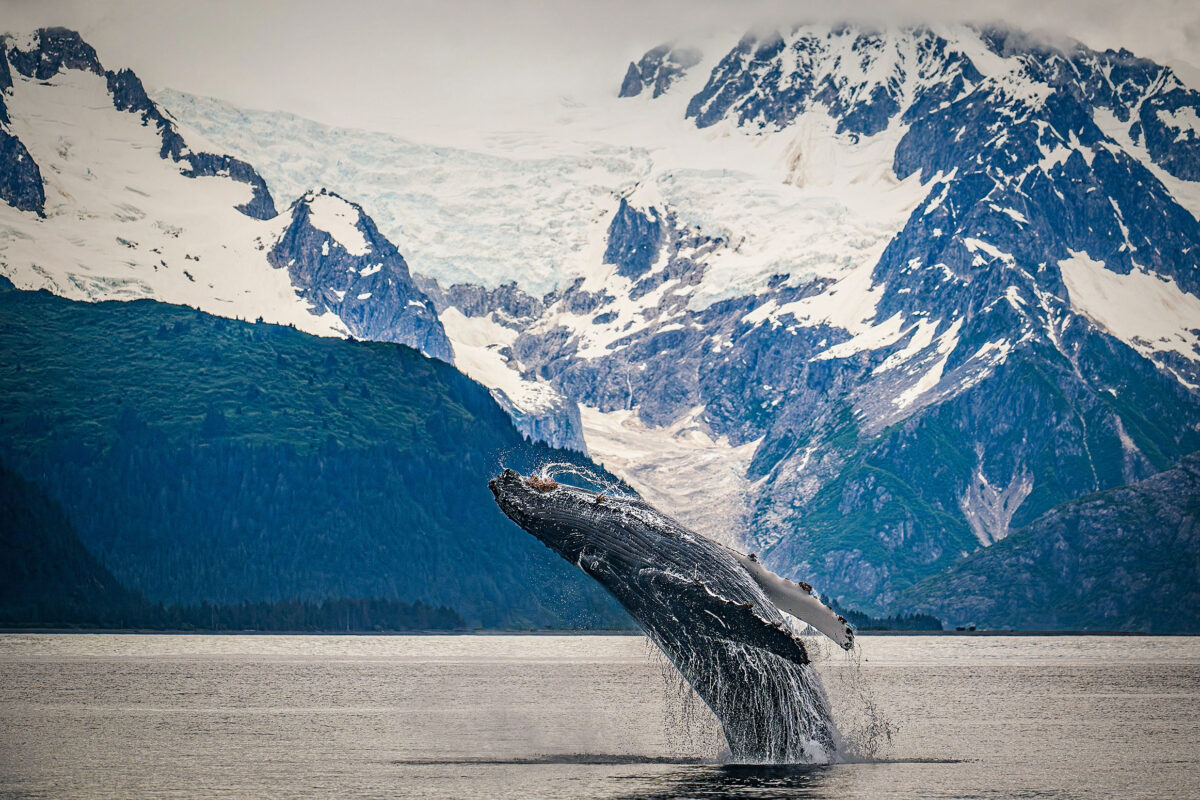 whale copy